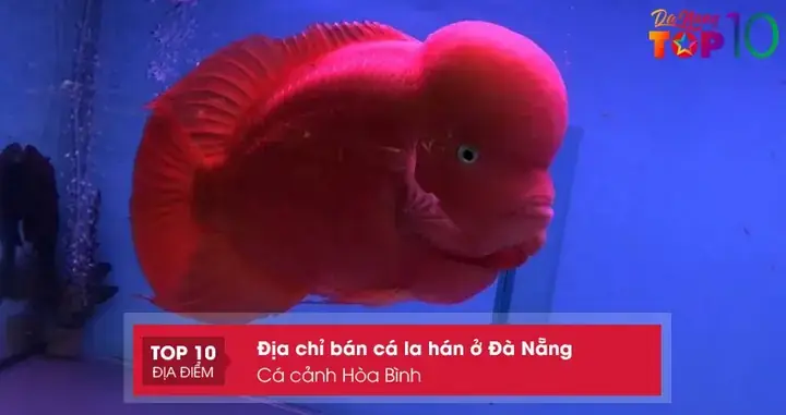 Top 10+ Địa Chỉ Mua Cá La Hán Đà Nẵng: Đầu To, Giá Rẻ, Uy Tín