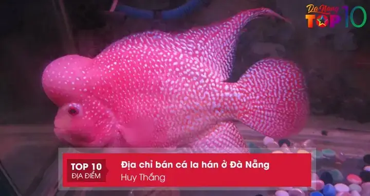 Top 10+ Địa Chỉ Mua Cá La Hán Đà Nẵng: Đầu To, Giá Rẻ, Uy Tín