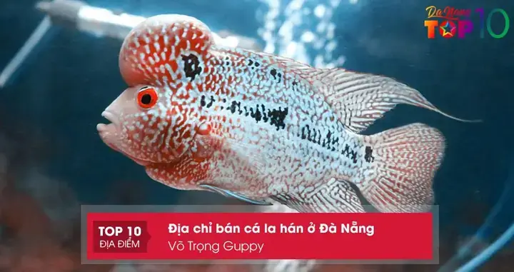 Top 10+ Địa Chỉ Mua Cá La Hán Đà Nẵng: Đầu To, Giá Rẻ, Uy Tín