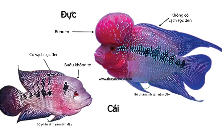 Hướng Dẫn Kỹ Thuật Ép Cá La Hán Sinh Sản Đạt Hiệu Quả Cao Hướng Dẫn Kỹ Thuật Ép Cá La Hán Sinh Sản Đạt Hiệu Quả Cao