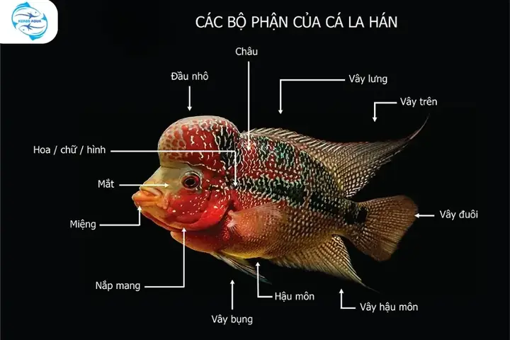 Cá La Hán Kamfa Là Gì? Nguồn Gốc, Đặc Điểm Và Cách Nhận Biết