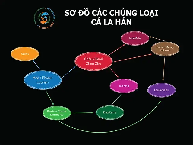 Cá La Hán Kim Cương Phúc Lộc Thọ: Nguồn Gốc, Đặc Điểm Và Cách Nuôi