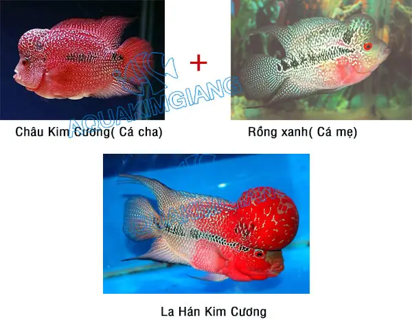 Cá La Hán Kim Cương Phúc Lộc Thọ: Nguồn Gốc, Đặc Điểm Và Cách Nuôi