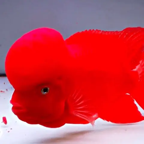 Cá La Hán Kỳ Lân Đỏ: Đặc Điểm, Cách Nuôi & Giá Bán Cập Nhật