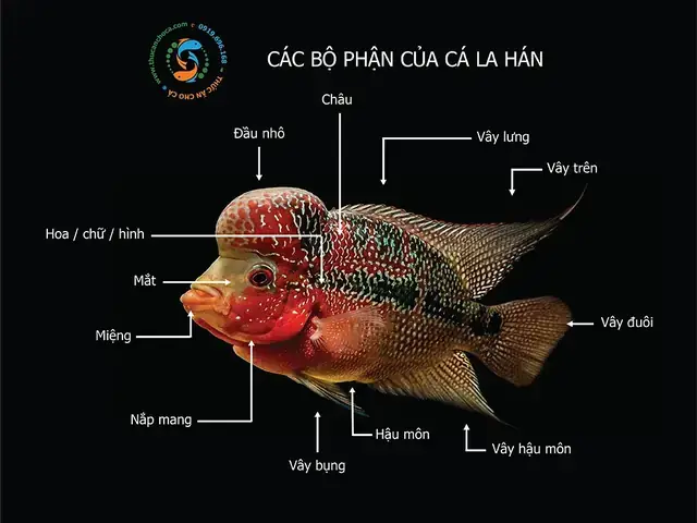 Bí Quyết Nuôi Cá La Hán Lên Chữ Đẹp: Hướng Dẫn Chi Tiết Từ A-z