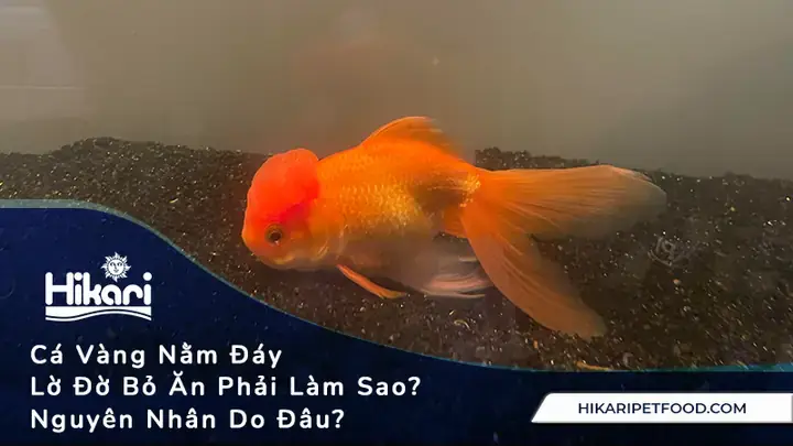Cá La Hán Nằm Sát Đáy: Nguyên Nhân, Cách Khắc Phục Và Dấu Hiệu Cần Lưu Ý