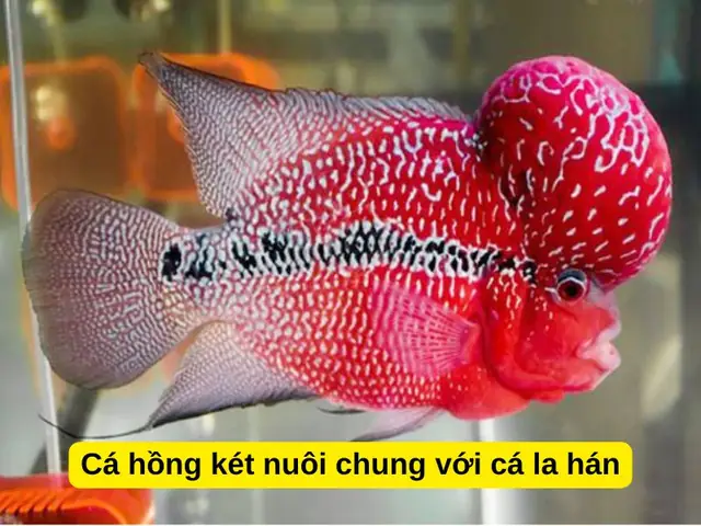 Cá La Hán Nuôi Chung Với Hồng Két: Có Hòa Hợp Và Những Lưu Ý Quan Trọng?