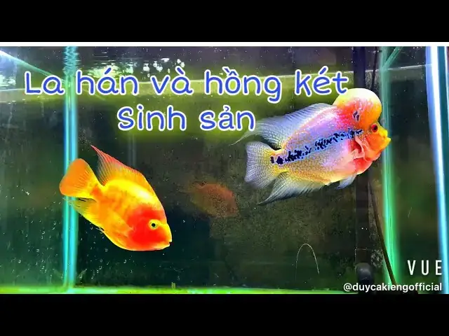 Cá La Hán Nuôi Chung Với Hồng Két: Có Hòa Hợp Và Những Lưu Ý Quan Trọng?