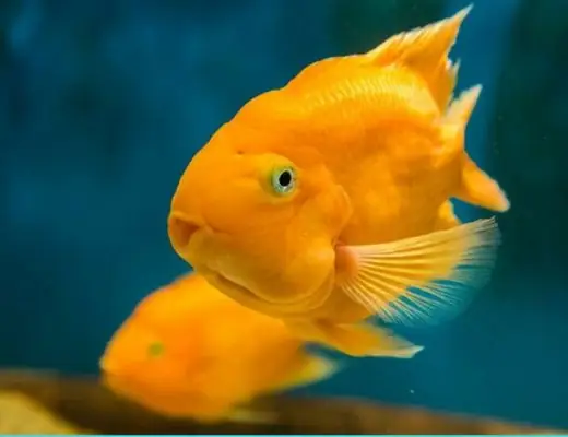 Cá La Hán Nuôi Chung Với Hồng Két: Có Hòa Hợp Và Những Lưu Ý Quan Trọng?