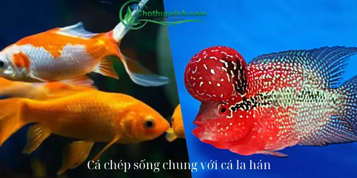 Cá La Hán Nuôi Cộng Đồng: Có Nên Nuôi Chung Và Cách Ghép Đôi An Toàn? Cá La Hán Nuôi Cộng Đồng: Có Nên Nuôi Chung Và Cách Ghép Đôi An Toàn?