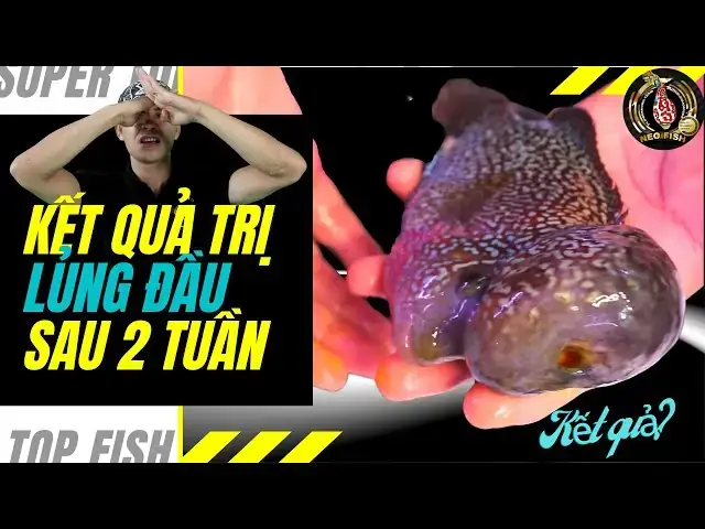 Cá La Hán Núp Góc: Nguyên Nhân, Dấu Hiệu Và Cách Khắc Phục Hiệu Quả