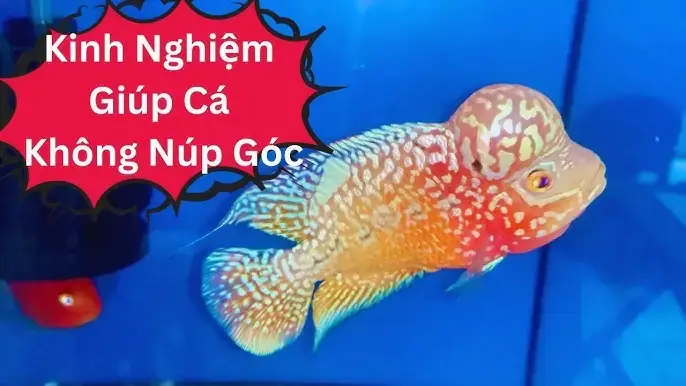Cá La Hán Núp Góc: Nguyên Nhân, Dấu Hiệu Và Cách Khắc Phục Hiệu Quả