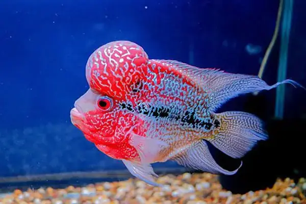 Cá La Hán Red Kamfa: Đặc Điểm, Giá Bán & Kinh Nghiệm Nuôi Chi Tiết Cá La Hán Red Kamfa: Đặc Điểm, Giá Bán & Kinh Nghiệm Nuôi Chi Tiết