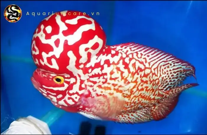 Cá La Hán Red Kamfa: Đặc Điểm, Giá Bán & Kinh Nghiệm Nuôi Chi Tiết Cá La Hán Red Kamfa: Đặc Điểm, Giá Bán & Kinh Nghiệm Nuôi Chi Tiết