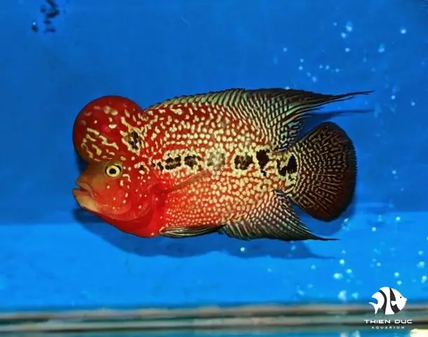 Cá La Hán Red Kamfa: Đặc Điểm, Giá Bán & Kinh Nghiệm Nuôi Chi Tiết Cá La Hán Red Kamfa: Đặc Điểm, Giá Bán & Kinh Nghiệm Nuôi Chi Tiết