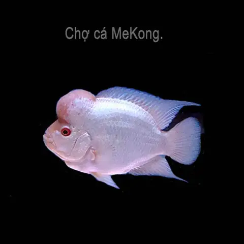 Cá La Hán Silk: Đặc Điểm, Cách Nuôi Và Vẻ Đẹp Độc Đáo