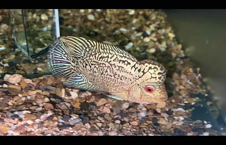Cá La Hán Size 2 Ngón: Giá, Mua Bán & Đặc Điểm Chi Tiết Cá La Hán Size 2 Ngón: Giá, Mua Bán & Đặc Điểm Chi Tiết