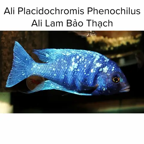 Cá Ali Lam Bảo Thạch: Đặc Điểm, Cách Nuôi Và Giá Bán