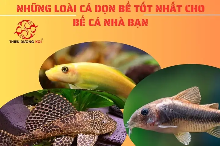 Top 8 Loài Cá Dọn Bể Hiệu Quả, Siêng Năng Giúp Hồ Sạch Đẹp