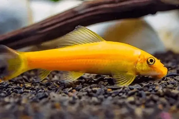 Top 8 Loài Cá Dọn Bể Hiệu Quả, Siêng Năng Giúp Hồ Sạch Đẹp