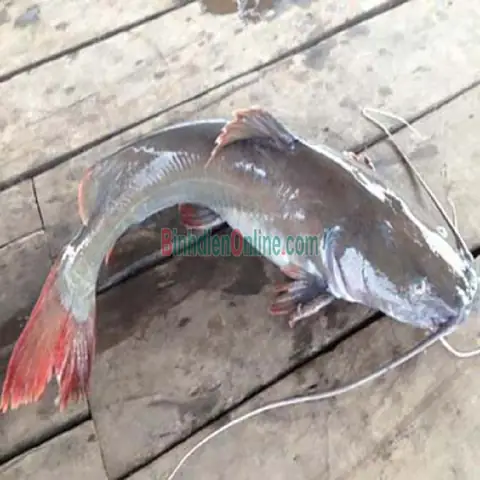 Cá Lăng Đuôi Đỏ: Đặc Điểm, Giá Bán Và Cách Chế Biến Thơm Ngon Cá Lăng Đuôi Đỏ: Đặc Điểm, Giá Bán Và Cách Chế Biến Thơm Ngon