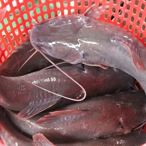 Cá Lăng Đuôi Đỏ: Đặc Điểm, Giá Bán Và Cách Chế Biến Thơm Ngon Cá Lăng Đuôi Đỏ: Đặc Điểm, Giá Bán Và Cách Chế Biến Thơm Ngon