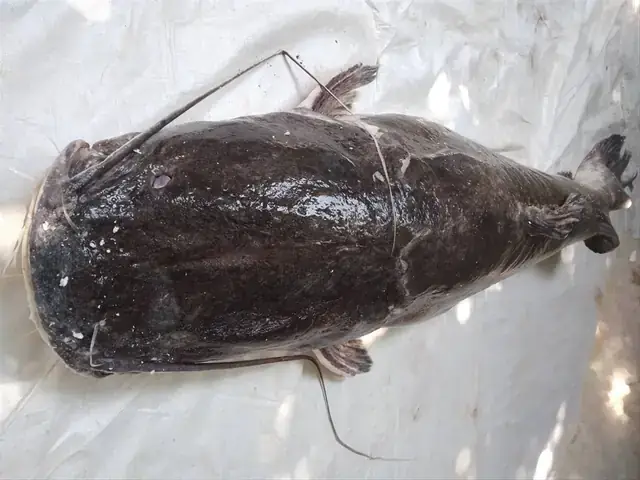 Cá Lăng Đuôi Đỏ Khổng Lồ: Kích Thước, Trọng Lượng Và Các Kỷ Lục Bắt Được