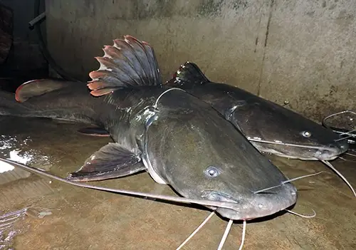 Cá Lăng Đuôi Đỏ Khổng Lồ: Kích Thước, Trọng Lượng Và Các Kỷ Lục Bắt Được