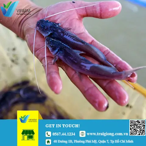 Giống Cá Lăng Đuôi Đỏ Miền Bắc: Nguồn Gốc, Đặc Điểm & Địa Chỉ Mua Uy Tín