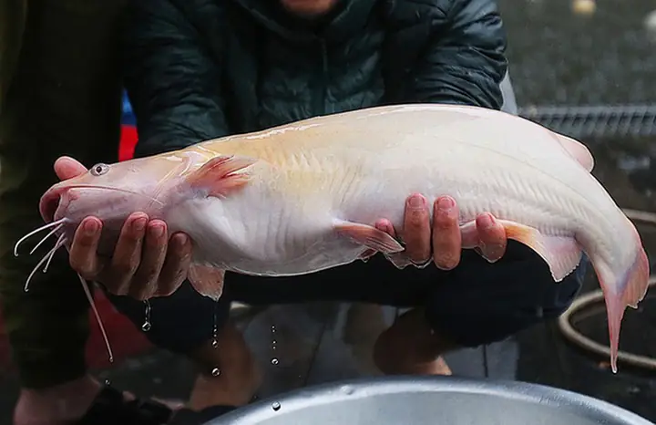Cá Lăng Hồng Giá Bao Nhiêu 1kg? Bảng Giá Chi Tiết & Nơi Mua Uy Tín