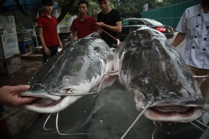 Cá Lăng Khổng Lồ: Sự Thật Về Những "thủy Quái" Sông Mê Kông Và Sêrêpôk Cá Lăng Khổng Lồ: Sự Thật Về Những "thủy Quái" Sông Mê Kông Và Sêrêpôk