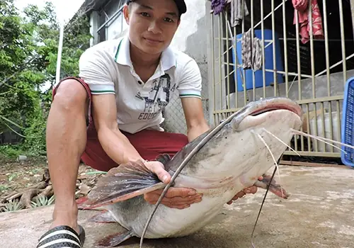 Cá Lăng Khổng Lồ: Sự Thật Về Những "thủy Quái" Sông Mê Kông Và Sêrêpôk Cá Lăng Khổng Lồ: Sự Thật Về Những "thủy Quái" Sông Mê Kông Và Sêrêpôk