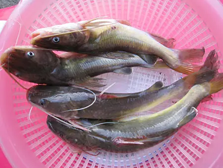 Cá Lăng Miền Tây: Đặc Sản Sông Nước Hấp Dẫn Và Cách Chế Biến Phổ Biến Cá Lăng Miền Tây: Đặc Sản Sông Nước Hấp Dẫn Và Cách Chế Biến Phổ Biến