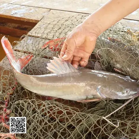 Cá Lăng Miền Tây: Đặc Sản Sông Nước Hấp Dẫn Và Cách Chế Biến Phổ Biến Cá Lăng Miền Tây: Đặc Sản Sông Nước Hấp Dẫn Và Cách Chế Biến Phổ Biến
