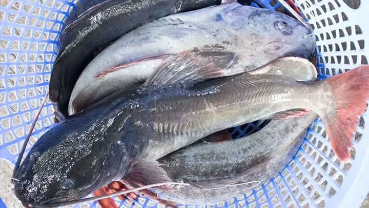 Cá Lăng Miền Tây: Đặc Sản Sông Nước Hấp Dẫn Và Cách Chế Biến Phổ Biến Cá Lăng Miền Tây: Đặc Sản Sông Nước Hấp Dẫn Và Cách Chế Biến Phổ Biến