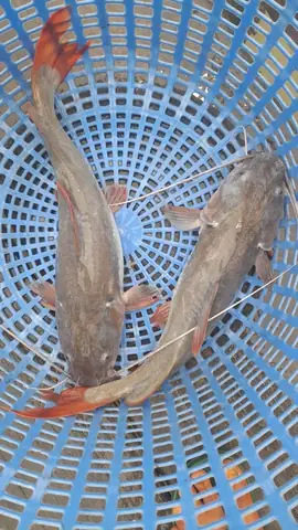 Cá Lăng Nha Giống: Đặc Điểm, Nguồn Cung Và Kinh Nghiệm Nuôi Thành Công Cá Lăng Nha Giống: Đặc Điểm, Nguồn Cung Và Kinh Nghiệm Nuôi Thành Công