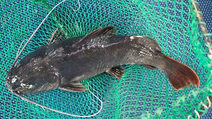 Cá Lăng Nước Mặn: Đặc Điểm, Phân Loại Và Cách Nhận Biết Cá Lăng Nước Mặn: Đặc Điểm, Phân Loại Và Cách Nhận Biết