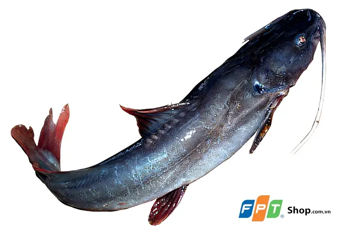 Cá Lăng Nước Mặn: Đặc Điểm, Phân Loại Và Cách Nhận Biết Cá Lăng Nước Mặn: Đặc Điểm, Phân Loại Và Cách Nhận Biết