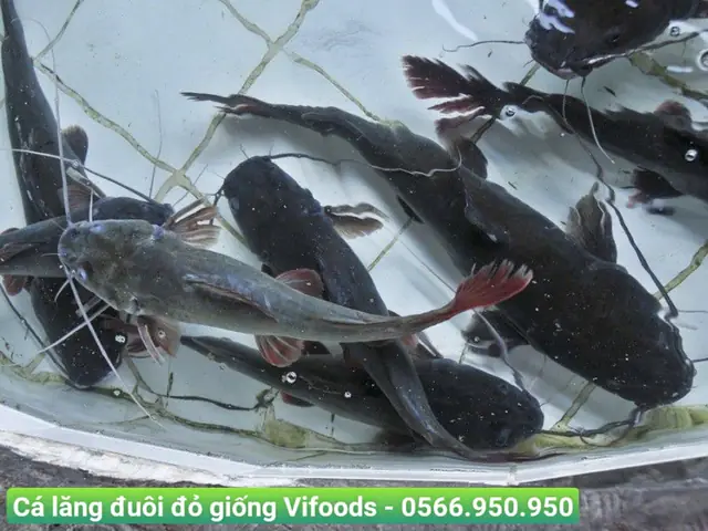 Cá Lăng Nuôi Ở Đâu: Khám Phá Vùng Nuôi Tiềm Năng Tại Việt Nam