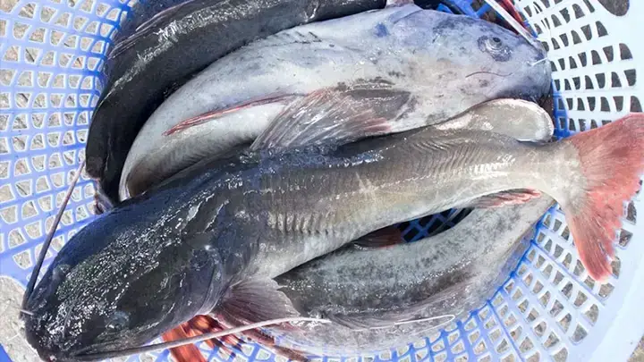 Cá Lăng Nuôi Ở Đâu: Khám Phá Vùng Nuôi Tiềm Năng Tại Việt Nam