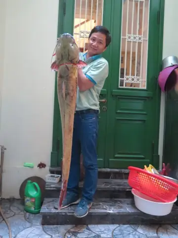 Cá Lăng Sông Đà: Đặc Sản Tươi Ngon, Giá Tốt & Cách Thưởng Thức Tại Hà Nội