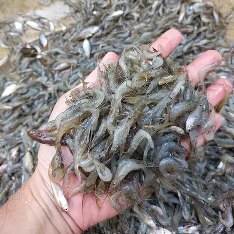 Cá Lăng Sông Đồng Nai: Đặc Điểm, Cách Câu Và Nơi Mua Tươi Ngon