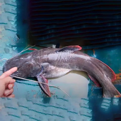 Cá Lăng Sông Đồng Nai: Đặc Điểm, Cách Câu Và Nơi Mua Tươi Ngon