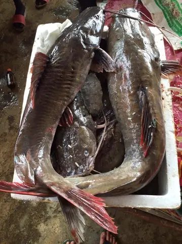 Cá Lăng Sông Mekong: Đặc Điểm, Kích Thước Khủng Và Câu Chuyện "thủy Quái"