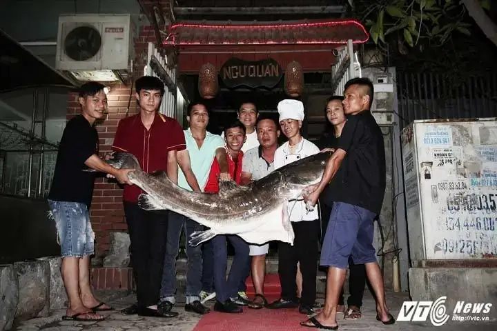Cá Lăng Sông Mekong: Đặc Điểm, Kích Thước Khủng Và Câu Chuyện "thủy Quái"