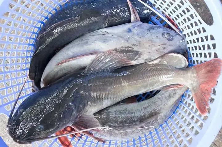 Nhà Hàng Cá Lăng Việt Trì: Địa Điểm, Đặc Sản & Kinh Nghiệm Thưởng Thức Nhà Hàng Cá Lăng Việt Trì: Địa Điểm, Đặc Sản & Kinh Nghiệm Thưởng Thức
