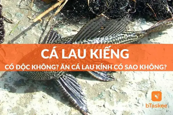 Cá Lau Kiếng Có Độc Không? Giải Đáp Thắc Mắc Về An Toàn Thực Phẩm