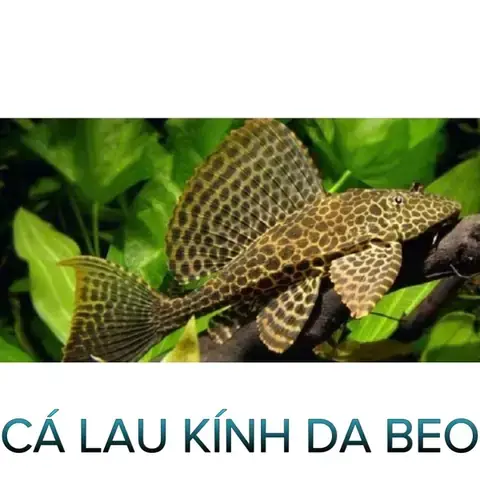 Cá Lau Kiếng Da Beo Ăn Gì? Chế Độ Dinh Dưỡng Tối Ưu Cho Cá Cưng