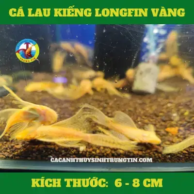 Hướng Dẫn Chi Tiết Cách Nuôi Cá Lau Kiếng Sinh Sản Thành Công