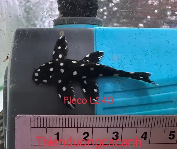 Cá Lau Kiếng Galaxy (pleco L240): Đặc Điểm, Cách Nuôi Và Lợi Ích